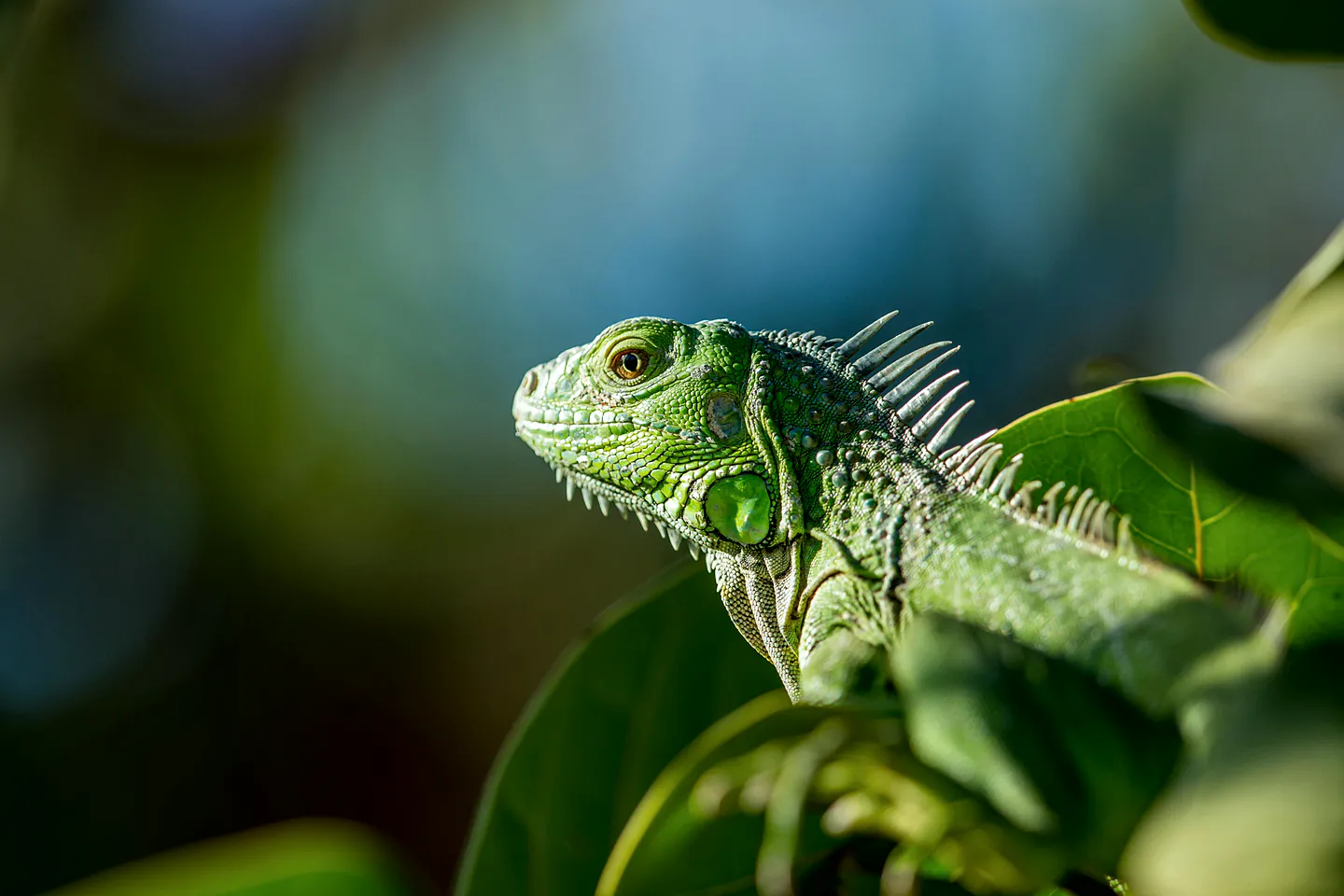 A green iguana in profile, dorsal crest raised