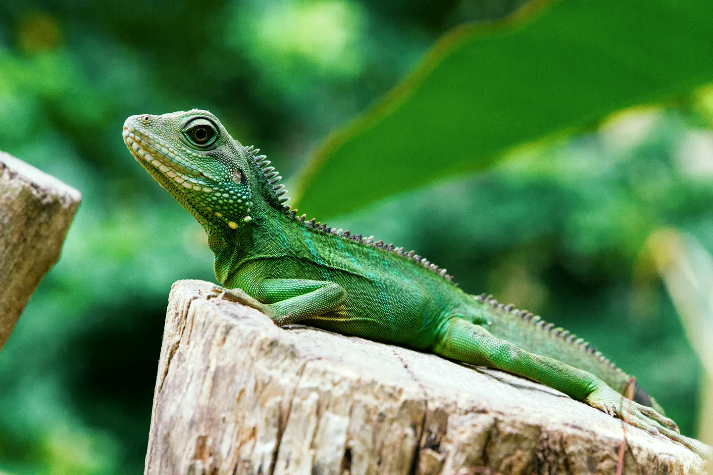 A green iguana at rest in full profile